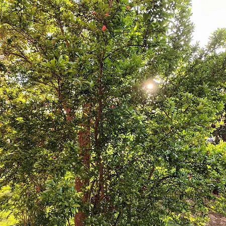 Affittacamere Il Melograno