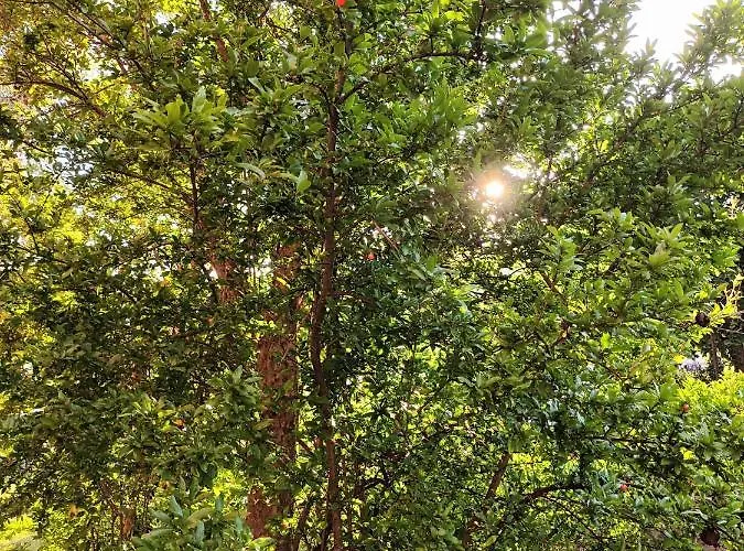 Vendégház Il Melograno